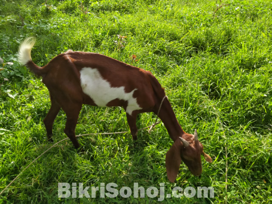 একটি উন্নত জাতের ছাগল বিক্রি করা হবে